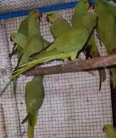 ring neck parrot for sale