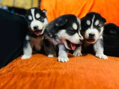 Siberian husky puppies (healthy pups) 0