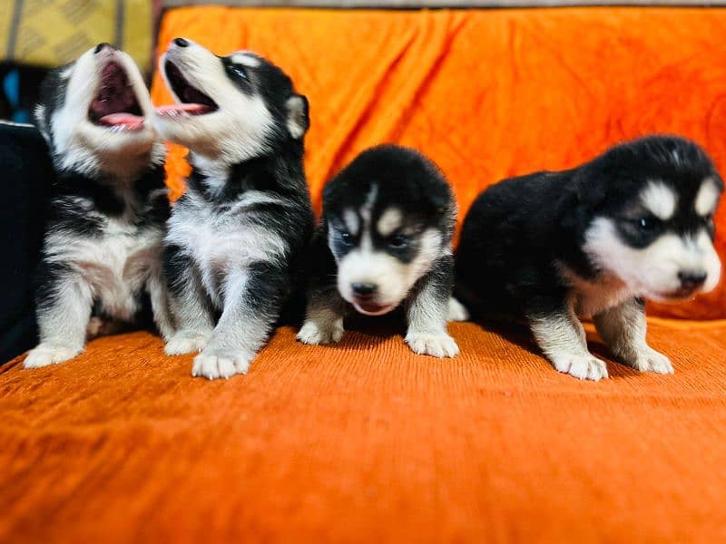 Siberian husky puppies (healthy pups) 4