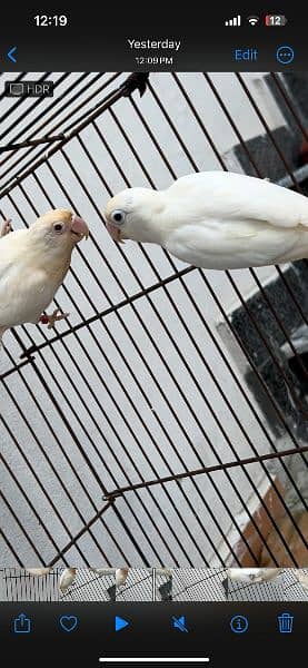 Albino Red eye X Albino split red eye pair 1