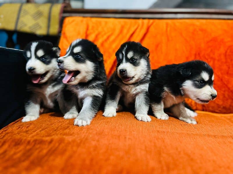 Siberian husky puppies (healthy pups) 2