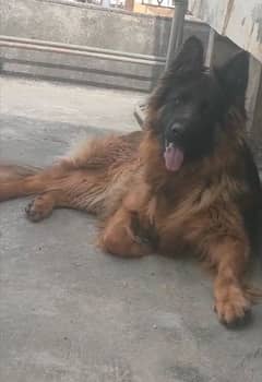 German Shepard female