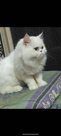 Persian female cat available for sale