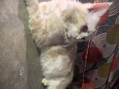 Persian cat for sale