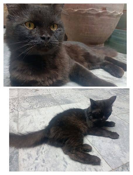 PERSIAN PAIR (BUNTO & MIKKI ) ready for new home 10