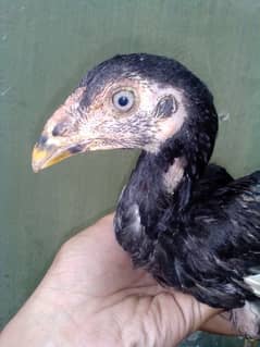 Aseel Chick Pair 4 Month's