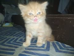 kittens Punch face phone num 03036831108 what app num 03127203808