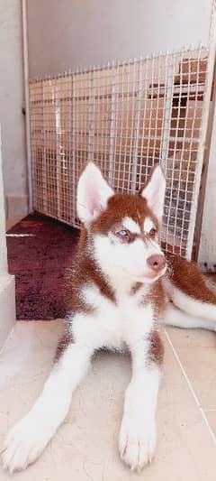 Siberian Husky Female Puppy for Sale