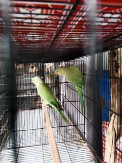 Green Ringneck Breeder pair