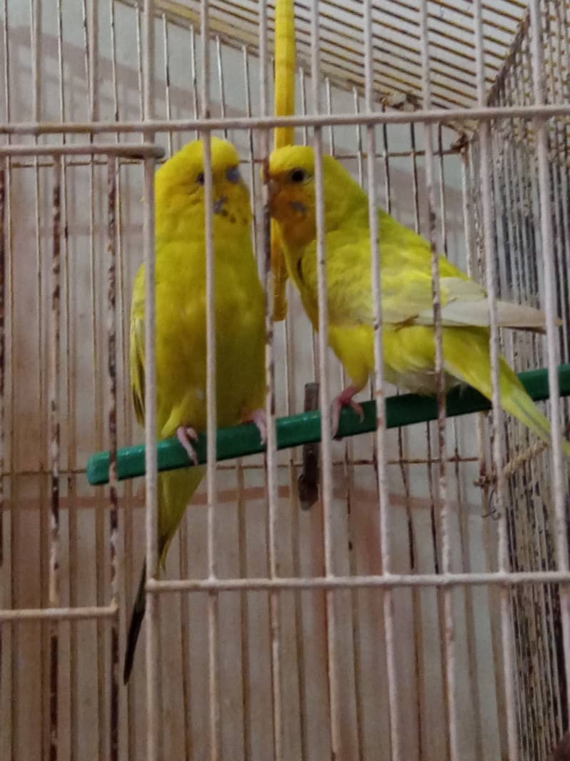 Yellow buddie pair 6