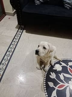 female 5 month old good Labrador