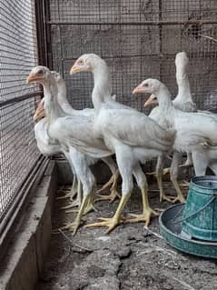 White O Shamo chicks