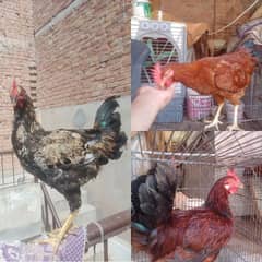 Desi Murga |"2 roosters for sale!Healthy and lively Ready to breed