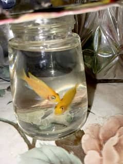 yellow cichlids medium size