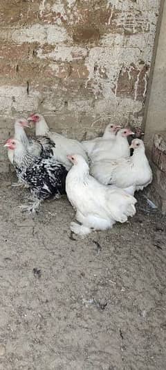 bantam male and female  are available  for sale .