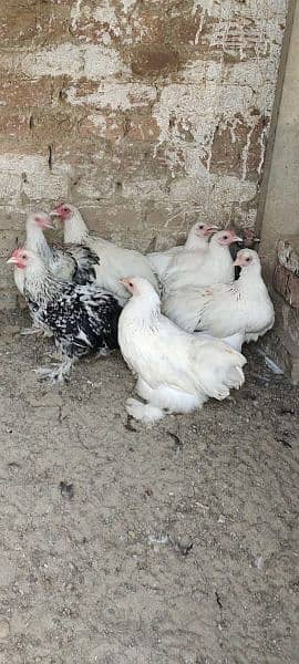 bantam male and female  are available  for sale . 0