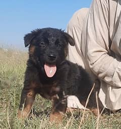 German shepherd double coated male for sale