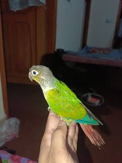 sun conure available