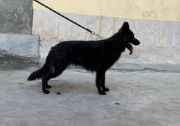 German shepherd long cort female