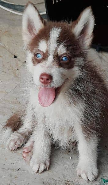 Siberian Husky puppies available for sale 2