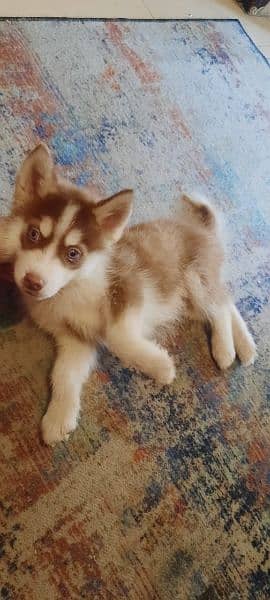 Siberian Husky puppies available for sale 4