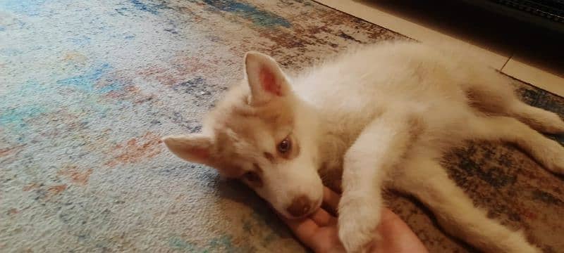 Siberian Husky puppies available for sale 5