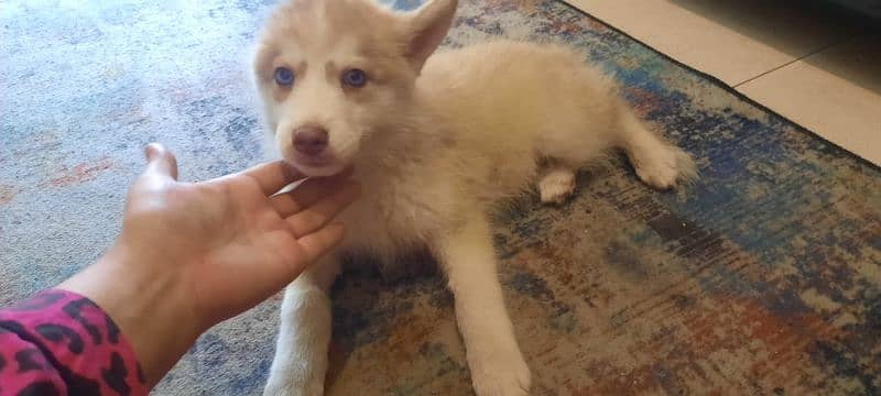 Siberian Husky puppies available for sale 6