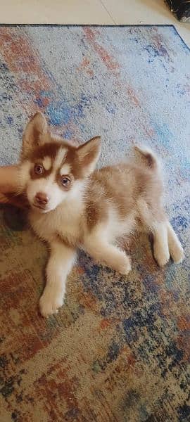 Siberian Husky puppies available for sale 7