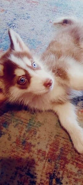 Siberian Husky puppies available for sale 9