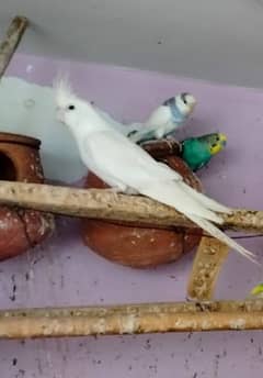 Parrots for sale