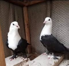 karbalai pair available nd for sale