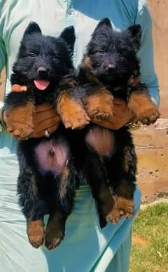 German shepherd long cout pair for sale