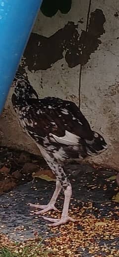 aseel female murgi/hen