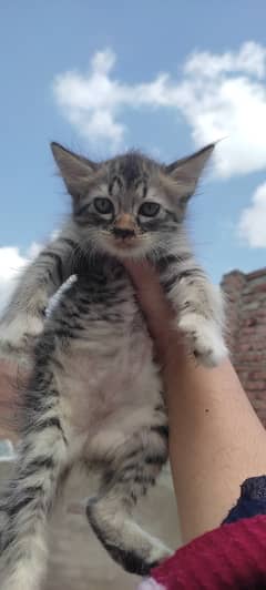 2 months old kitten male(Gray) and female(white)