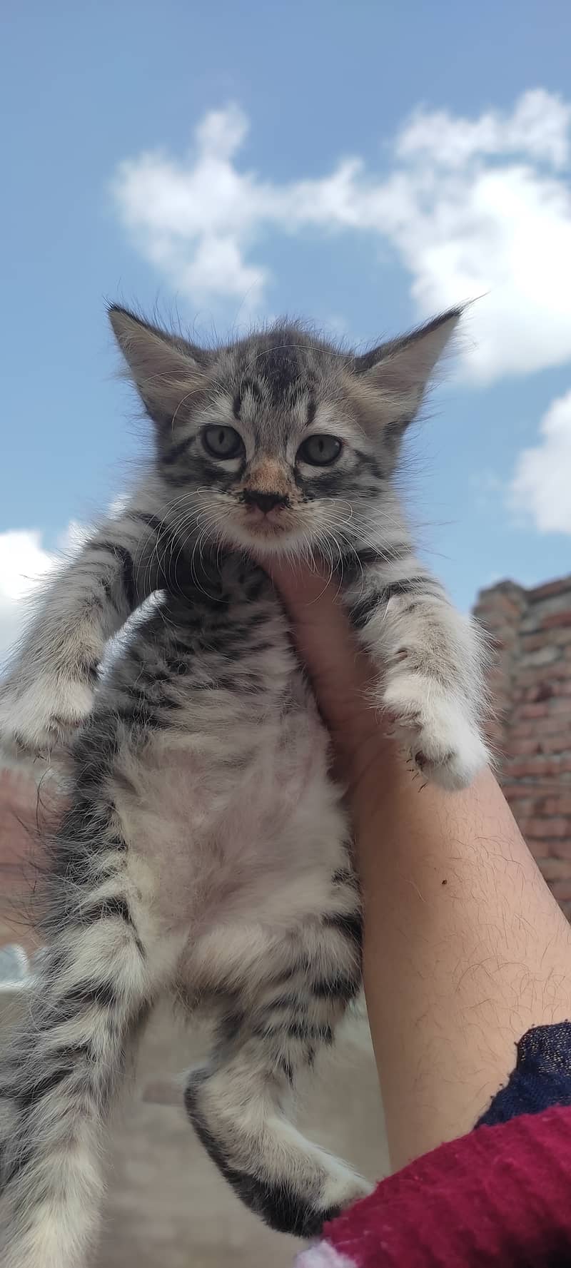 2 months old kitten male(Gray) and female(white) 0