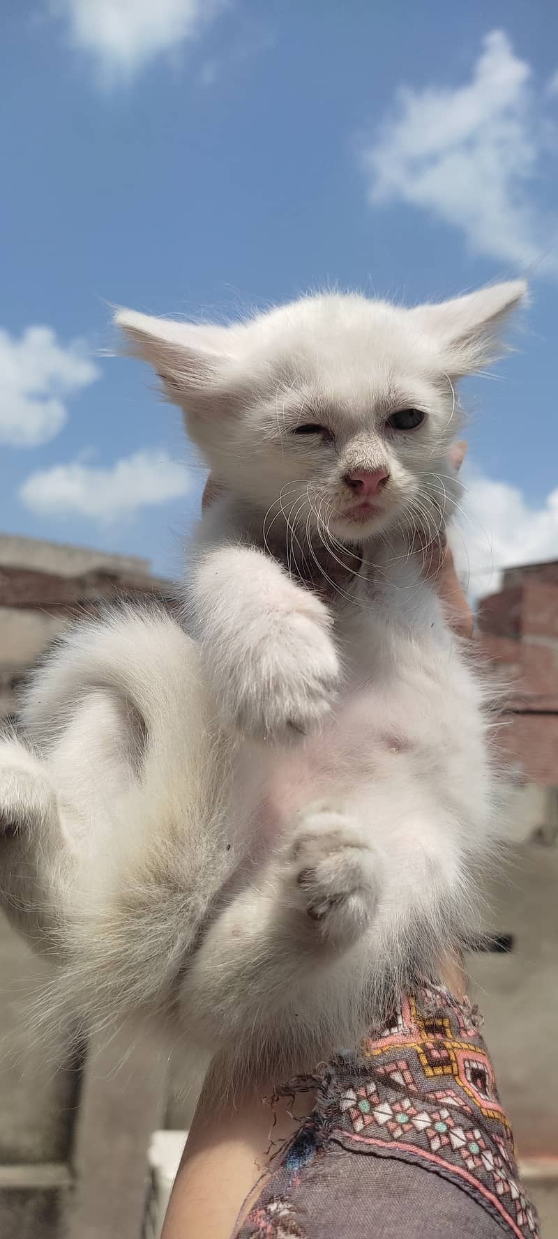 2 months old kitten male(Gray) and female(white) 1