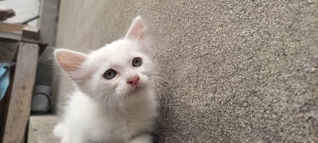 2 months old kitten male(Gray) and female(white) 2