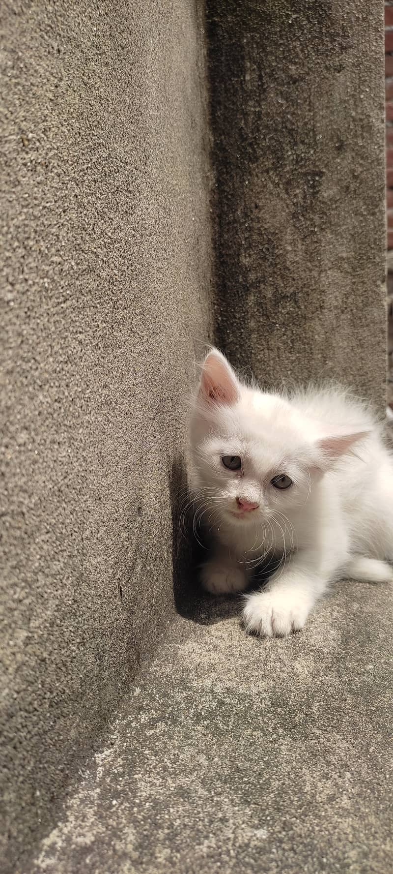 2 months old kitten male(Gray) and female(white) 3