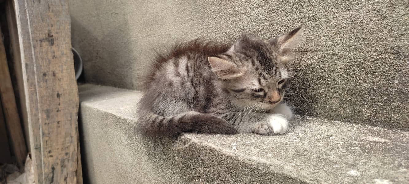 2 months old kitten male(Gray) and female(white) 4