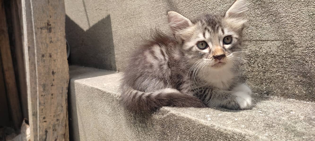 2 months old kitten male(Gray) and female(white) 5