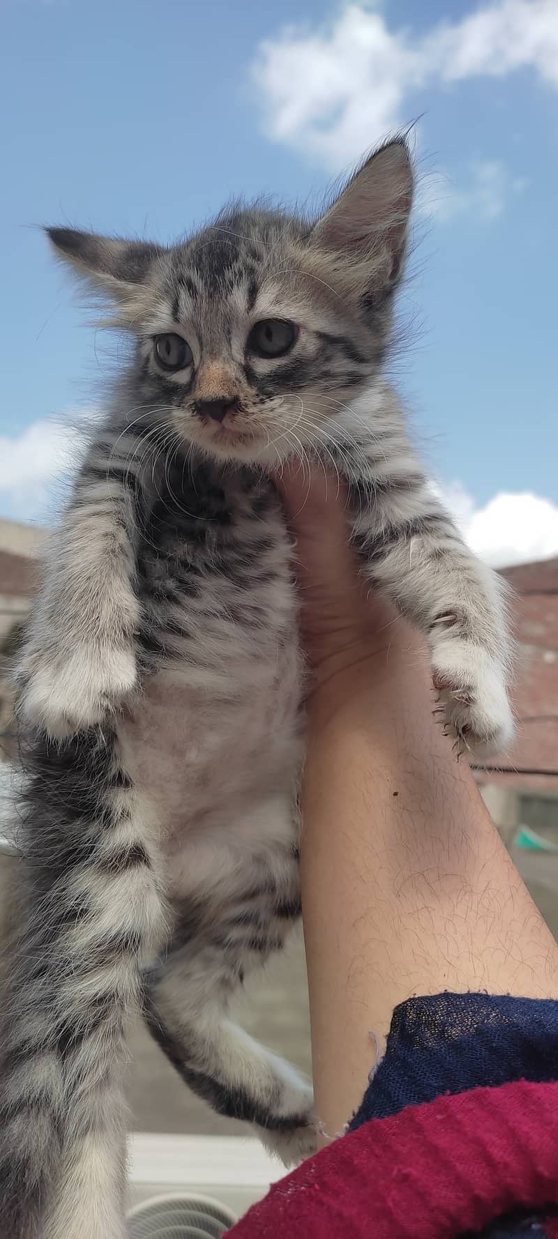 2 months old kitten male(Gray) and female(white) 7