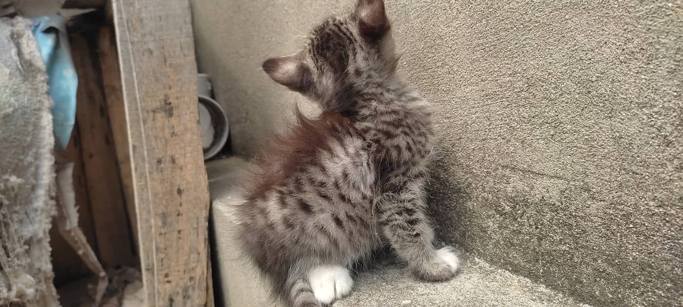 2 months old kitten male(Gray) and female(white) 8