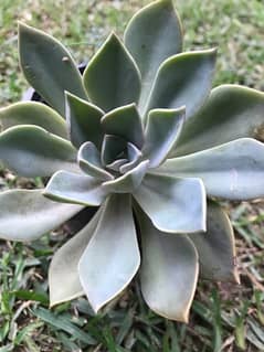 Echeveria lilacina plant with black pot