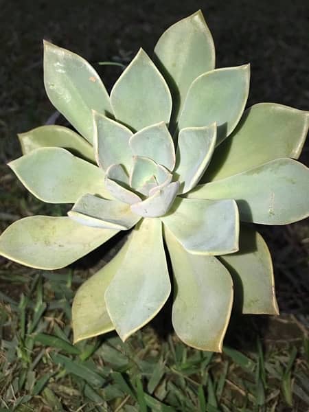 Echeveria lilacina plant with black pot 2