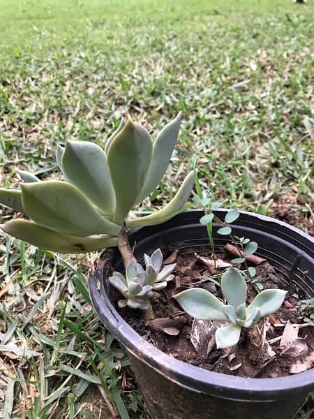 Echeveria lilacina plant with black pot 3