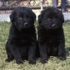 black German Shepherd double coat pair