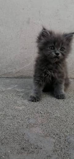 Persian triple long coated in Grey color