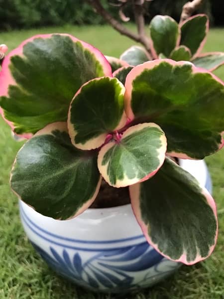 Fresh peperomia plant (including the pot) 1