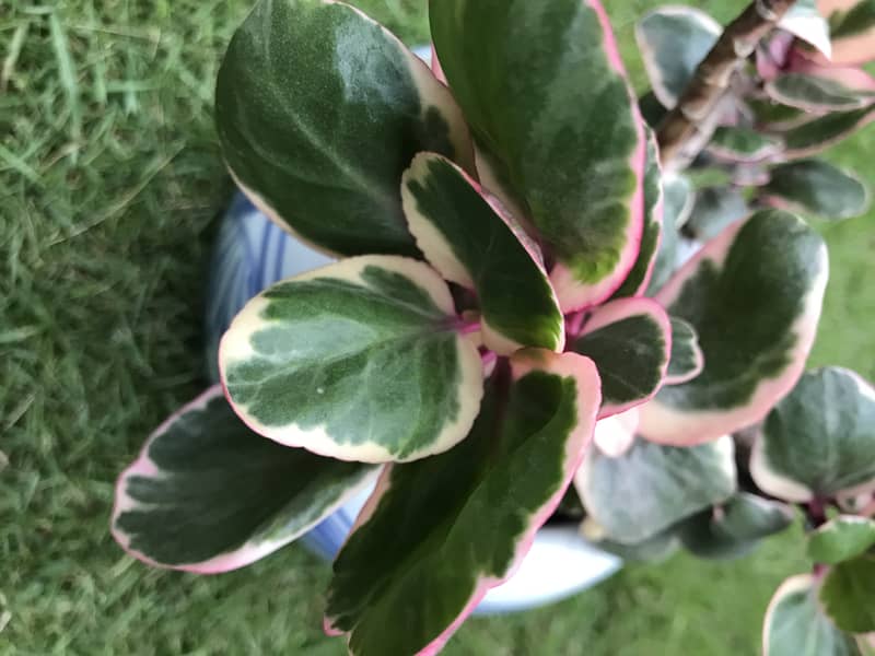 Fresh peperomia plant (including the pot) 3