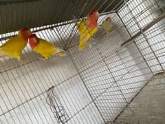 parrots